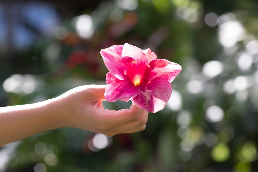 Lumeria Maui, Educational Retreat Center Makawao Екстериор снимка